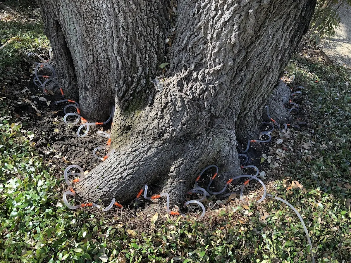 Detailed Tree Cabling and Bracing job site in Kirtland