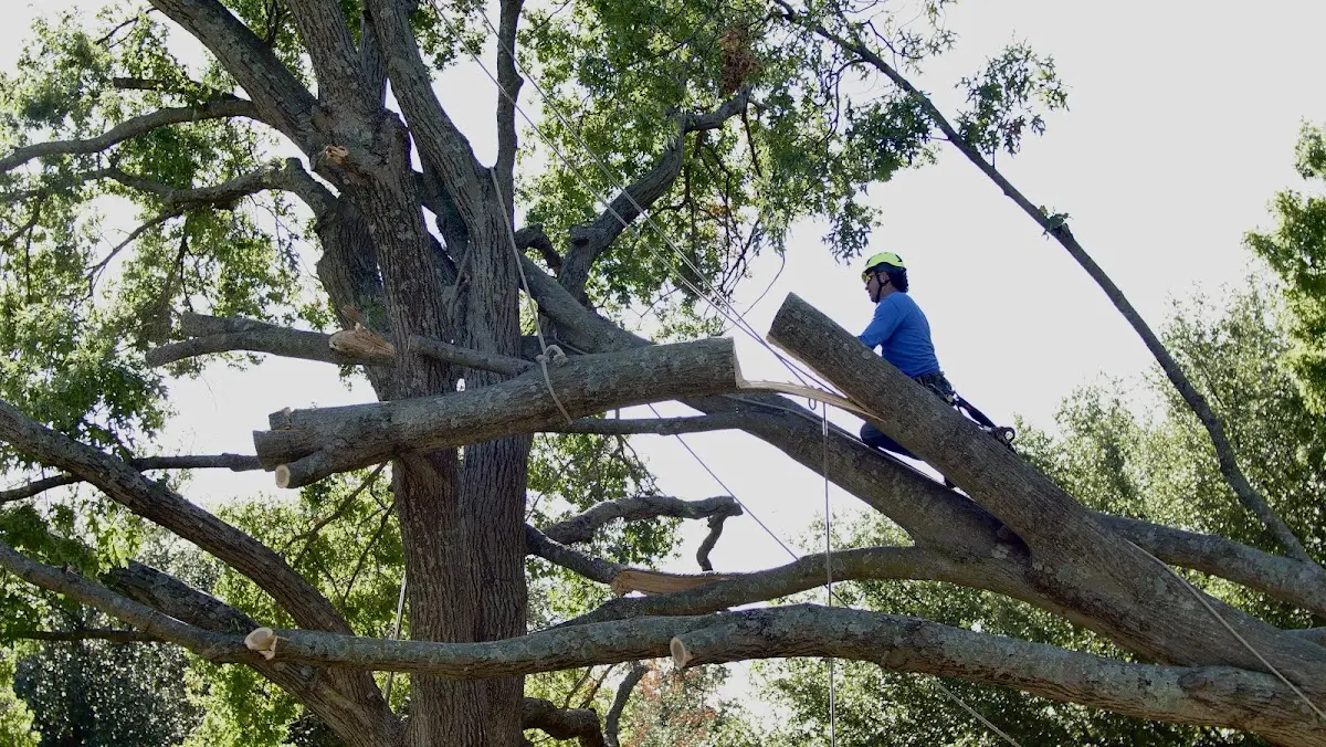 Professional Crown Thinning performed by certified arborists in Kirtland