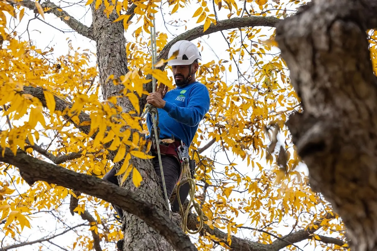 Skilled Tree Pruning crew working in Kirtland