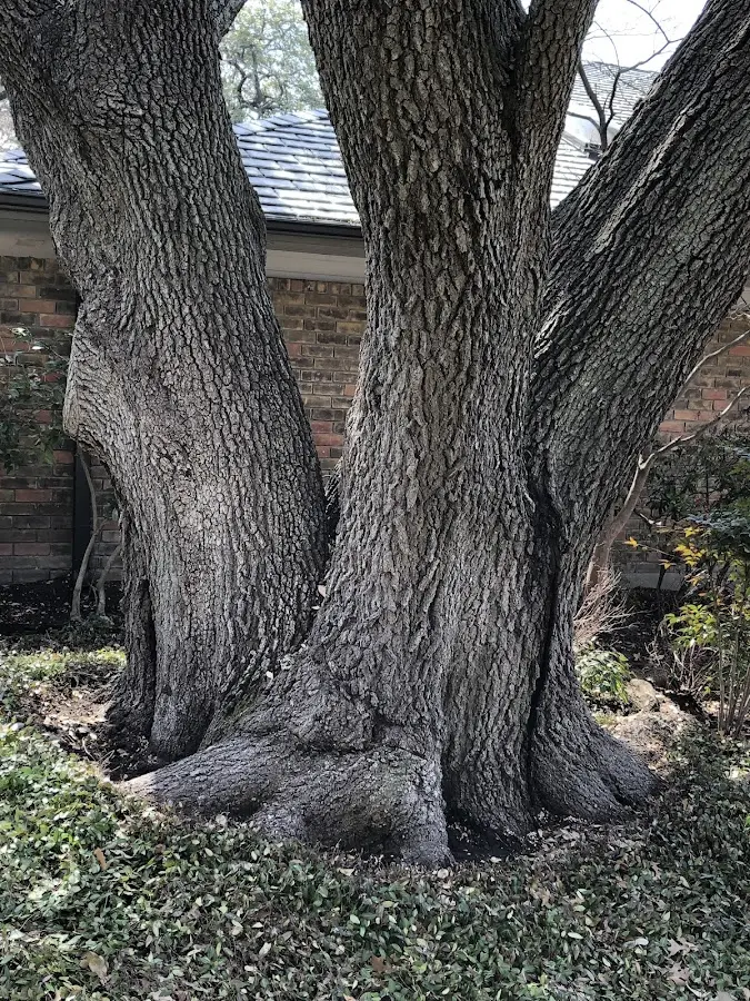 Mature heritage tree close to a Kirtland property cared for by certified arborists